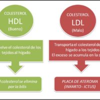 Tipos de colesterol 驴Cu谩l es el bueno y el malo?