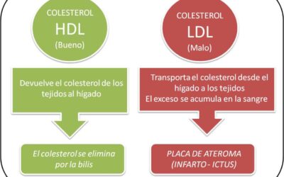 tipos de colesterol cual es el bueno y el malo