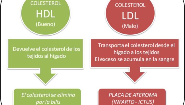 tipos de colesterol cual es el bueno y el malo