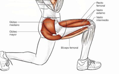 cuales son los musculos mas importantes que intervienen en la pedalada