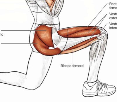 cuales son los musculos mas importantes que intervienen en la pedalada