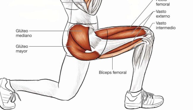 cuales son los musculos mas importantes que intervienen en la pedalada
