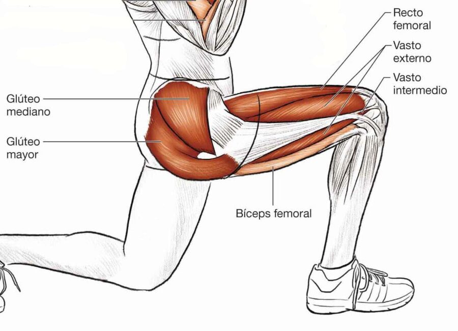 cuales son los musculos mas importantes que intervienen en la pedalada