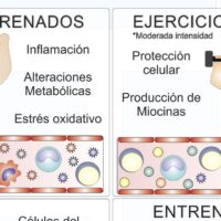 Relaci贸n del deporte con el sistema inmunol贸gico