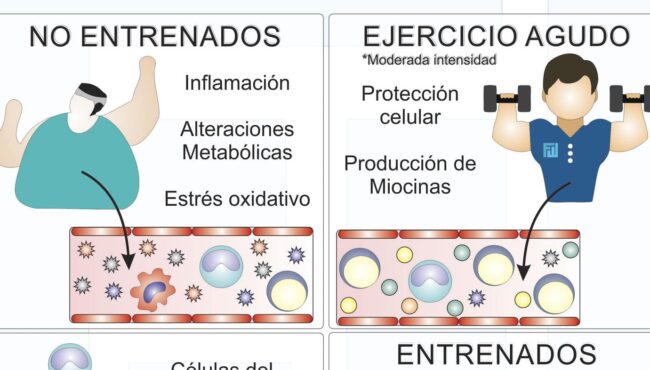 relacion del deporte con el sistema inmunologico