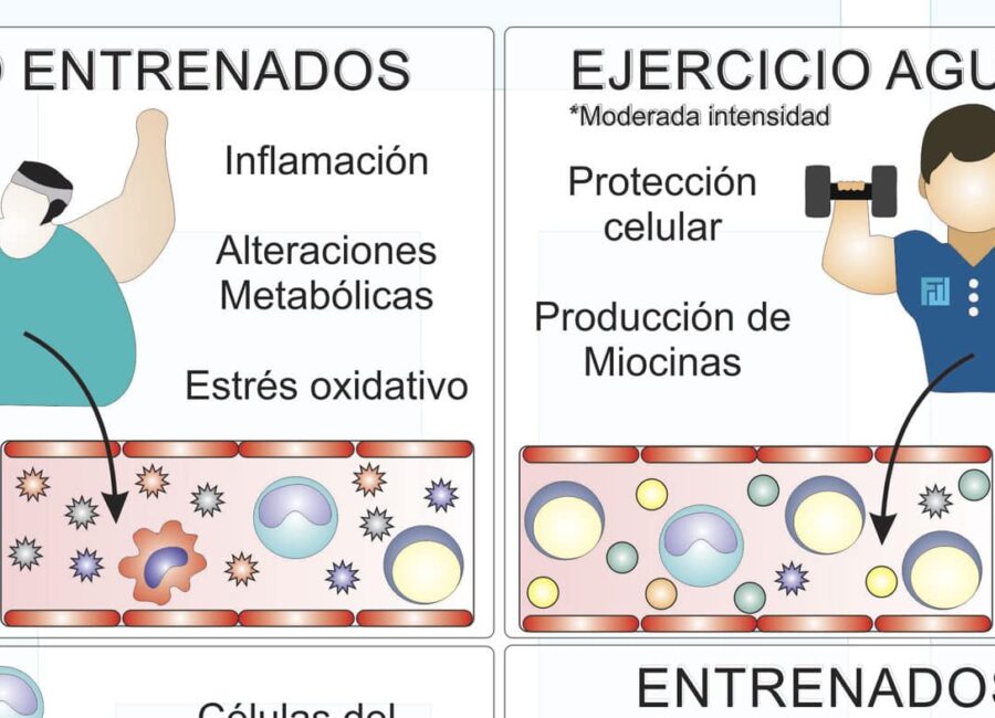 relacion del deporte con el sistema inmunologico