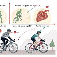 Tipos de adaptaciones cardiovasculares y musculares en ciclismo