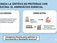 Maximiza la síntesis de proteínas con leucina: el aminoácido esencial
